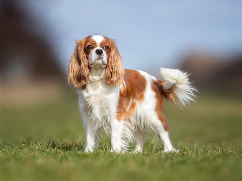 health issues with king charles cavaliers
